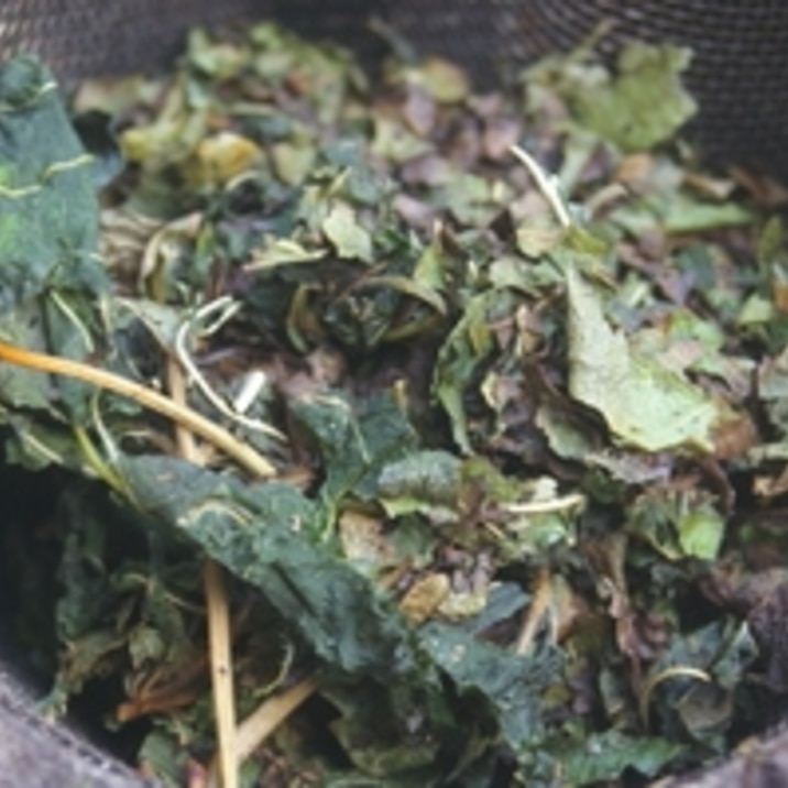 カルシウム補給に☆手作り桑の葉茶